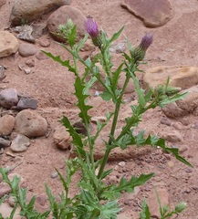 Cirsium calcareum