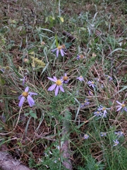 Ionactis repens