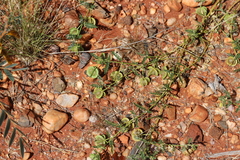Tribulus macrocarpus