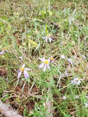 Ionactis repens