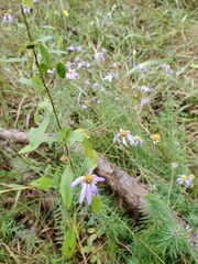 Ionactis repens