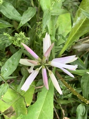 Caamembeca grandifolia