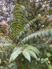 Ailanthus
