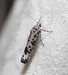 Yponomeuta pustulellus