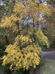 Ailanthus