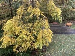 Ailanthus