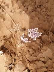 Homalocarpus dichotomus