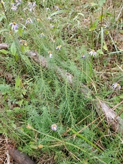 Ionactis repens