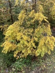 Ailanthus