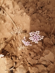 Homalocarpus dichotomus
