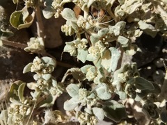 Tidestromia lanuginosa