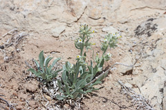 Oreocarya fulvocanescens nitida
