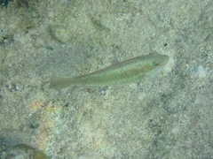 Sparisoma radians