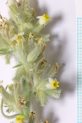 Oreocarya fulvocanescens nitida