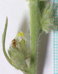 Oreocarya fulvocanescens nitida