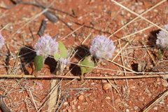 Ptilotus axillaris