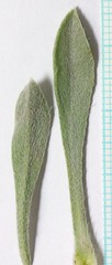 Oreocarya fulvocanescens nitida