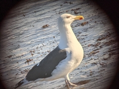 Larus marinus