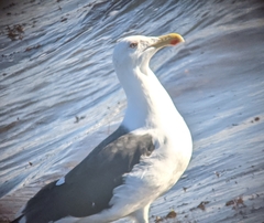 Larus marinus