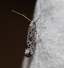 Yponomeuta pustulellus