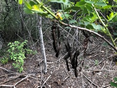 Senna gaudichaudii