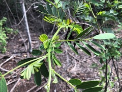 Senna gaudichaudii