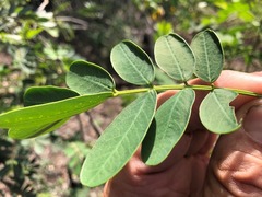 Senna gaudichaudii