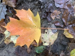 Acer