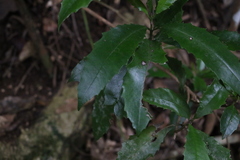 Polyosma cunninghamii