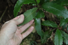 Polyosma cunninghamii