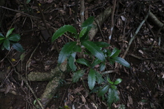 Polyosma cunninghamii