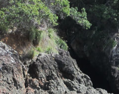 Chionochloa bromoides