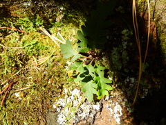 Pleopeltis pinnatifida