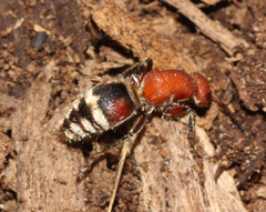 Timulla ferrugata