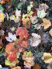 Acer