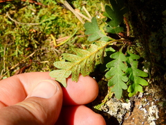 Pleopeltis pinnatifida