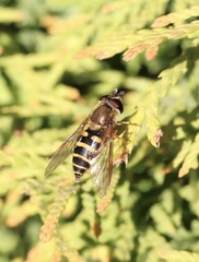 Syrphus reedi