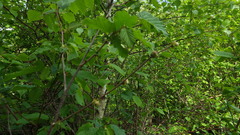 Phytoptus avellanae