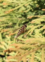 Syrphus reedi