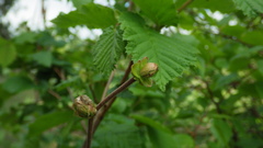Phytoptus avellanae