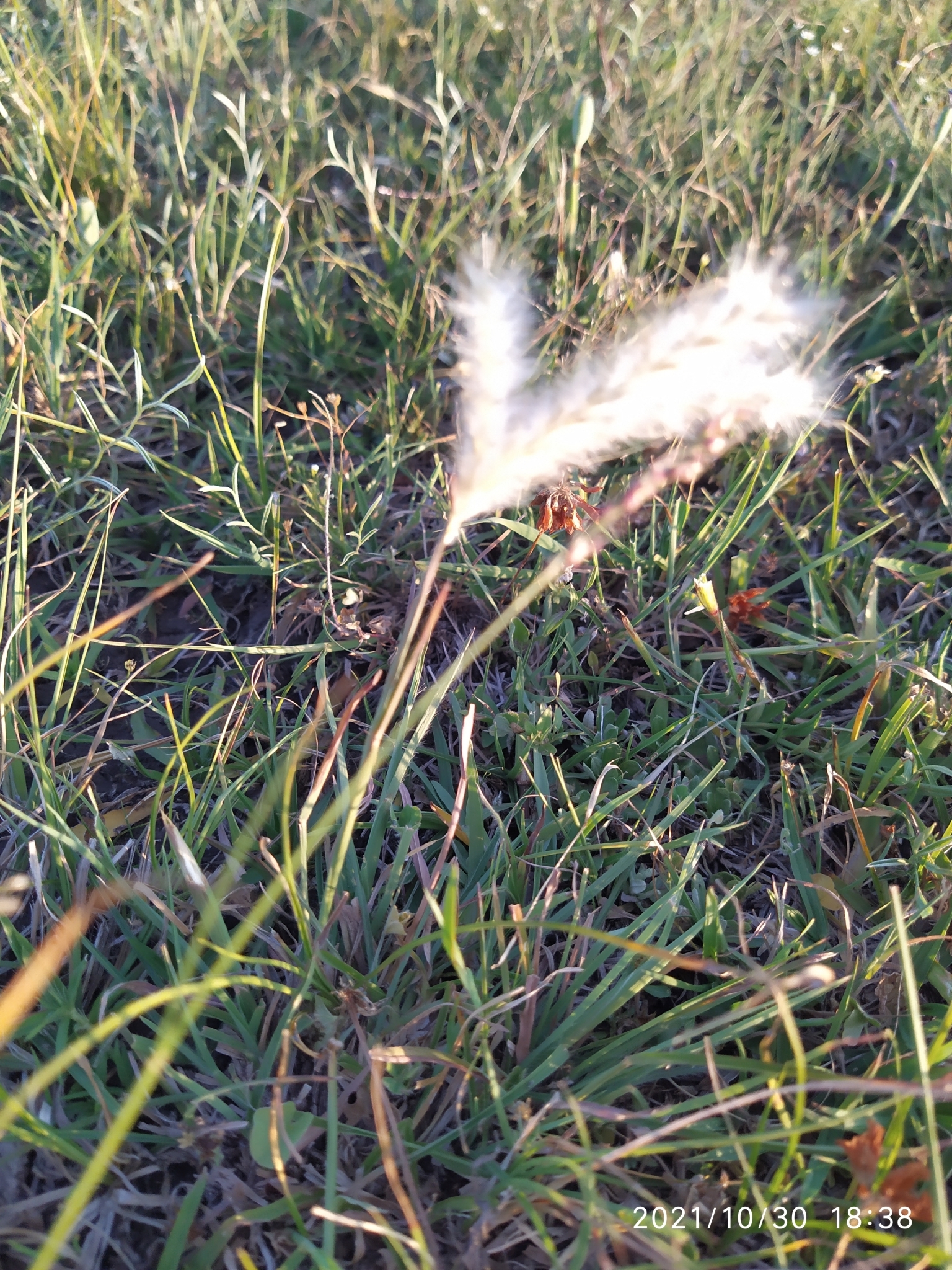 Andropogon ternatus
