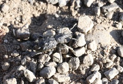 Megalometis spinifer