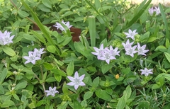 Richardia grandiflora