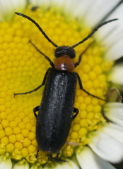 Nemognatha nemorensis