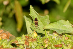 Hypselonotus lineatus