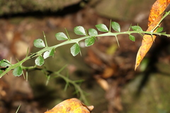 Citrus australasica
