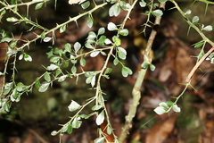 Citrus australasica