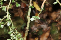 Citrus australasica