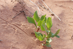 Rumex venosus