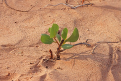 Rumex venosus